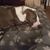 Carol Pedersen's profile image