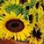 Deborah Urso's profile image