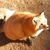 Sarah Ferguson's profile image