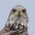 Erich Smith's profile image