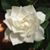 Rose Gerringer's profile image
