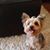 Hoover Shannon Carson's profile image