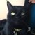 Matthew Gibbs's profile image