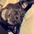 Sarah Tartaglia's profile image