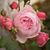 Margaretta Moss Goodpasture's profile image