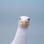Alex Scott's profile image