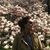 Aliki Simha's profile image