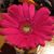 Denise Renaud's profile image