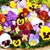 Pam Vitelli's profile image