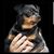 Perry Santurri's profile image