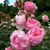 Migdalia Barbier's profile image