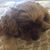 Debbie Zelver Gendolfe's profile image