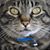 Laura Boppell-Johnson's profile image