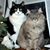 Tina Hillyard Mouser's profile image