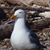 Carol-Howard Holmberg's profile image