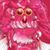 Moko Xiong's profile image