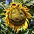 Kathleen Charlene Reilly's profile image
