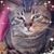 Jane Cormuss's profile image