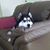 Maggie Jennings Sulpizio's profile image