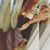 Liz Benitez's profile image