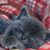 Sharon Fleck's profile image