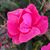 Josette GC's profile image