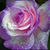Michelle Lovato Rusco's profile image