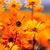 Ann Rapp's profile image
