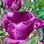 Laura Sheffield's profile image