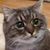 Al Akitetsu Hirayama's profile image