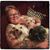 Brooke Linne Bates-Kubin's profile image