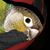 Hal Geiger's profile image