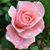 Debbie Bennett's profile image