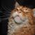 Phyllis Costa's profile image
