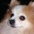 Ozzie Dumbas's profile image