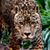 Alessandro Phoenix's profile image