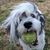 Chris Harriman's profile image