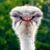 Joshua Virelli's profile image
