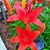 Ashley Lanning Dunavan's profile image