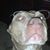 Steve Schoon's profile image