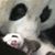 Pangle Huffington's profile image