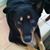 Barbara Fleming Borginis's profile image