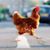 Karen Warne's profile image