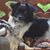 Joyce Snyder's profile image