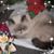 Pamela Townsend Lynch's profile image