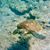 Lynne Weaver Coule's profile image