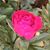 Joy Cusimano's profile image