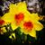 Cindy May Johnson's profile image