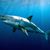 Crystal Scharwark's profile image