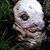 Wood Topher's profile image
